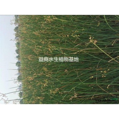杭州蘆葦大量供應(yīng)，價優(yōu)量足