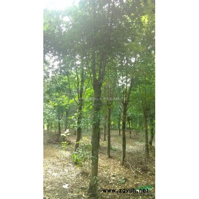 供應(yīng)北美海棠D6-8cm