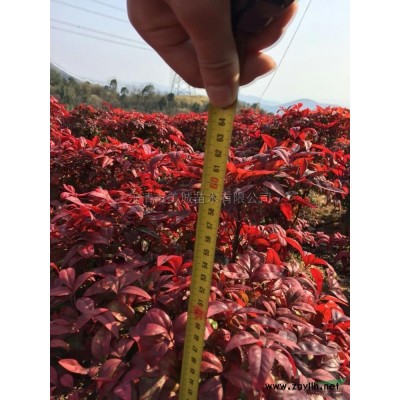 火焰南天竹2*新價(jià)格/火焰南天竹2報(bào)價(jià)