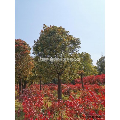 2020年浙江蕭山茶花新報價
