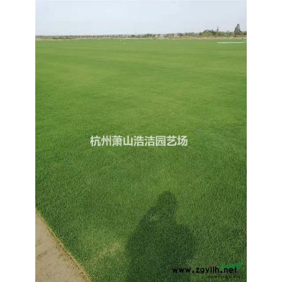 浙江蕭山小葉梔子容器苗批量供應