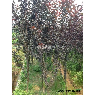 安吉縣綠盛園藝場有大量紅葉石楠系列苗木