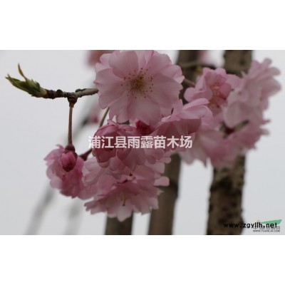 供應高桿原生垂枝櫻花