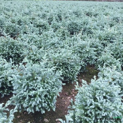 黃金花柏行情報(bào)價(jià)\黃金花柏圖片展示