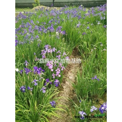 杭州蕭山供應(yīng)1000W水蔥