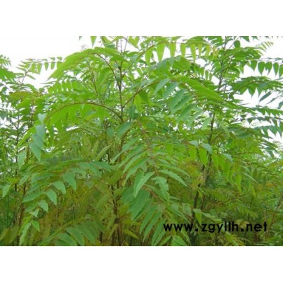 無患子(肥皂樹)