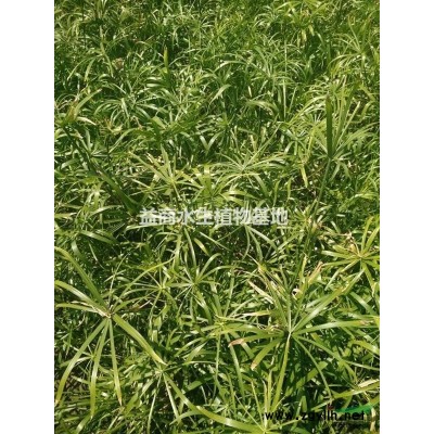 水生植物基地水蔥供應(yīng)