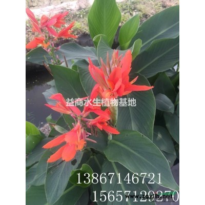 金錢草，浙江金錢草低價供應(yīng)，小香蒲