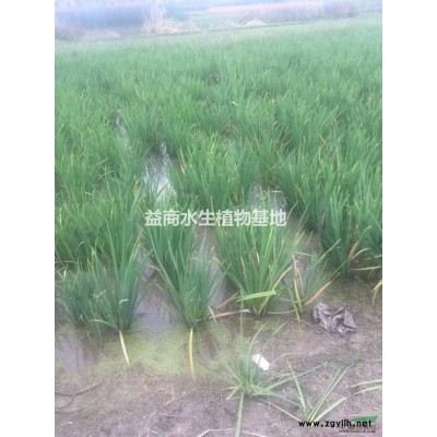 旱傘草低價出售， 全年供應(yīng)旱傘草