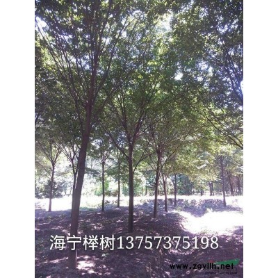 海寧供應香樟3公分