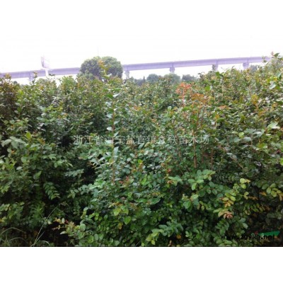 供櫸樹2-30cm