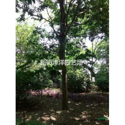 浙江地區供應櫸樹6~15公分