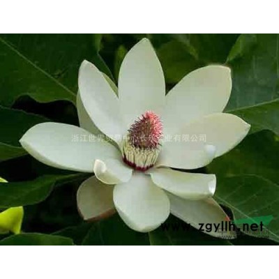 供應(yīng)樂(lè)東擬單性木蘭胸徑6-12公分