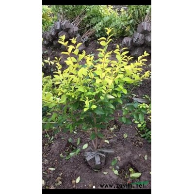 供應毛娟毛球、夏娟（紫娟）毛球