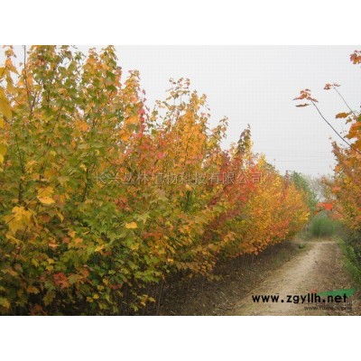 供應10-15公分紅梅、造型丹桂