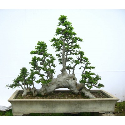 五針?biāo)?/></a>
<div><a href=