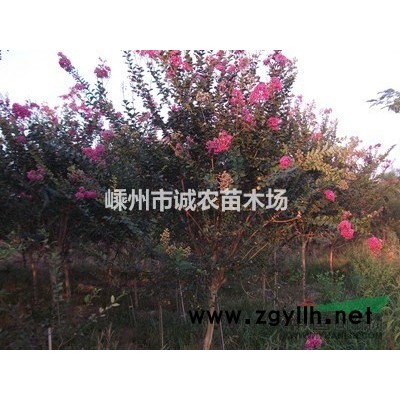 黃金楓小苗、紅楓小苗、赤楓小苗。