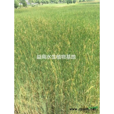 蕭山常年供應(yīng)狐尾藻，狐尾藻**低價