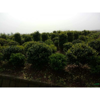 大花六道木,浙江大花六道木種植基地,大花六道木價格優惠