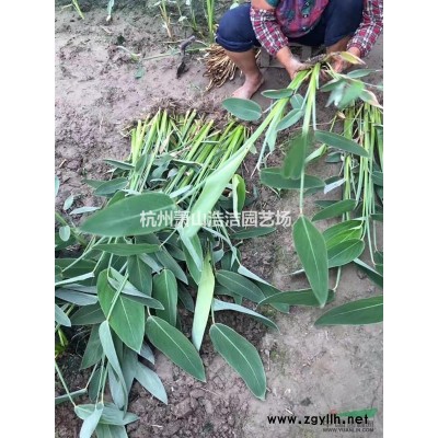 蕭山龍柏球大熱銷（一年生，兩年生）量大，質好！實地看苗