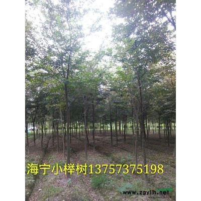 一年生櫸樹小苗