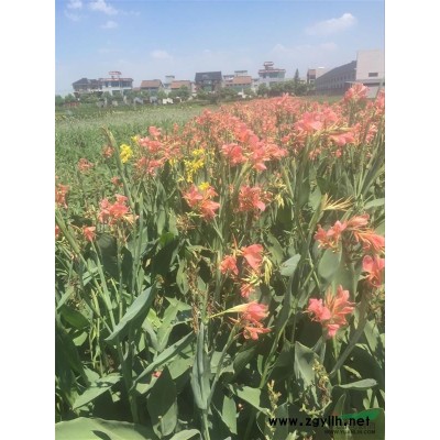 燈心草價格，*供應(yīng)優(yōu)質(zhì)燈心草、水蔥