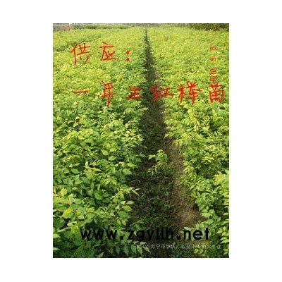 海寧香樟3-15公分