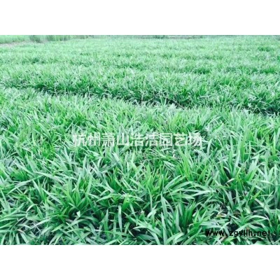 浙江紅豆杉小苗、南方紅豆杉精品苗，各種大小規格紅豆杉苗