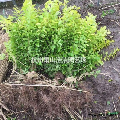 供應楊梅樹/枇杷樹及各類果樹