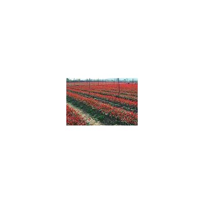 大量供應(yīng)深山含笑，6-18公分，直生苗，樹(shù)形中上。