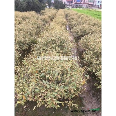 蕭山大葉黃楊現(xiàn)貨樣品