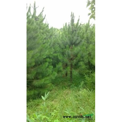 供應(yīng)優(yōu)質(zhì)薄殼山核桃嫁接苗、實(shí)生苗
