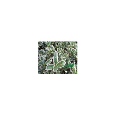 浙江蕭山1.5以上法國冬青起苗現(xiàn)場