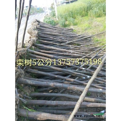 海寧供應落羽杉5公分