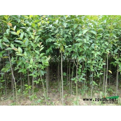 櫻花小苗 櫻花小苗*新報(bào)價(jià)