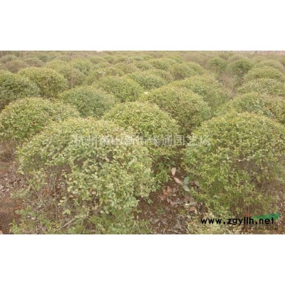 大量蕭山法國冬青H60、80、100、150、180、200