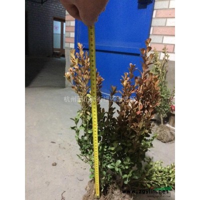 紅葉石楠綠籬/紅葉石楠籬笆苗/法國冬青綠籬