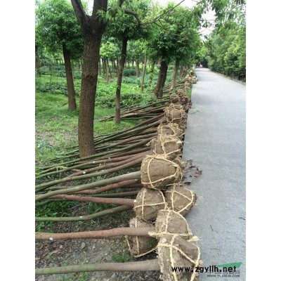 香樟、櫸樹、合歡一年生小苗(數量多)