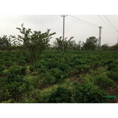 大量供應紅葉李，夾竹桃，西府海棠，金邊黃楊。價格從優品質保證