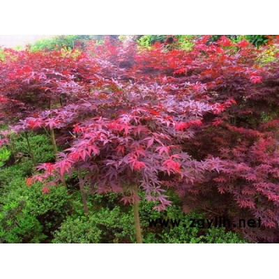 高接紅楓1供應/高接紅楓1圖片