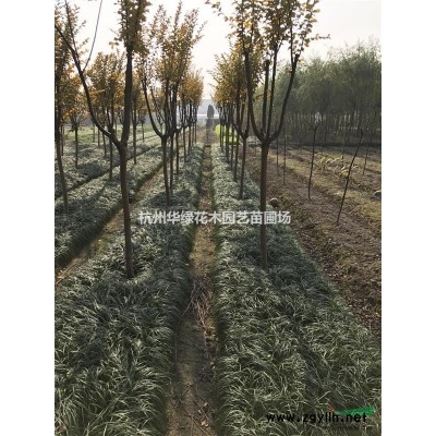 供應金森女貞毛球，H70P60，價格面議，數量2萬，自家苗場