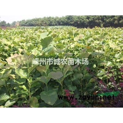 供應雞爪槭2一4公分