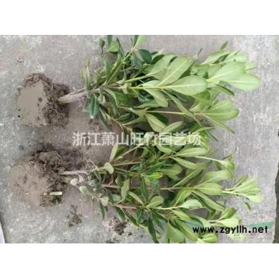 供應(yīng)花葉蘆竹產(chǎn)地 杭州旺竹苗圃基地 浙江花葉蘆竹價格