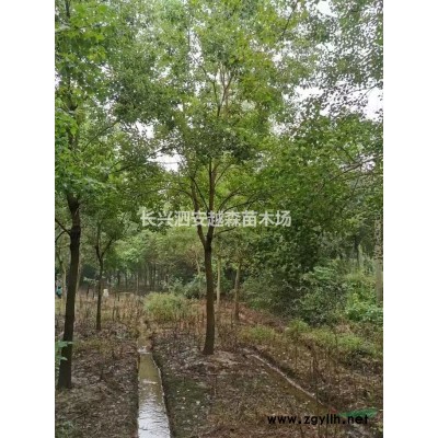 優質特價長興紅梅 6-8公分紅梅 浙江紅梅產地直銷