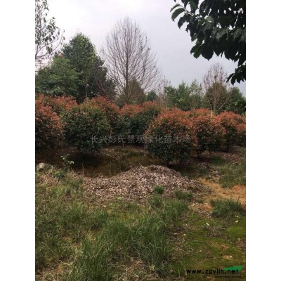 浙江紅葉石楠 大小規格紅葉石楠圖片/浙江紅葉石楠 大小規格紅葉石楠報價