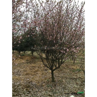 精品香樟*新價(jià)格/精品香樟報(bào)價(jià)