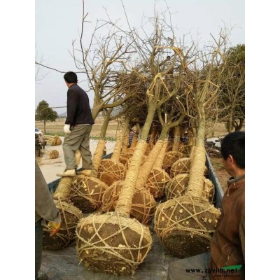 欒樹(shù)行情報(bào)價(jià)\欒樹(shù)圖片展示