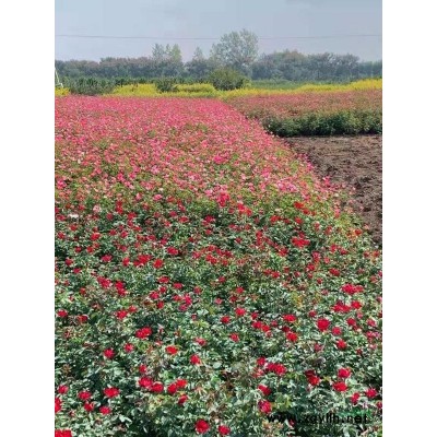 浙江供應(yīng)紅花繼木毛球 蕭山紅花繼木毛球供應(yīng)商