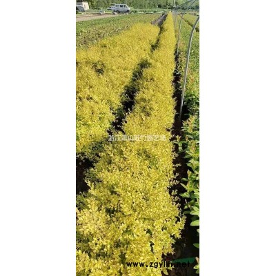 浙江再力花價格 再力花基地直銷 再力花供應(yīng) 蕭山再力花水生植物