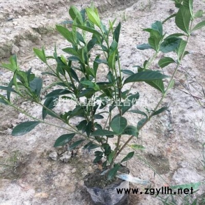 金華紅葉石楠杯苗價(jià)格/報(bào)價(jià)